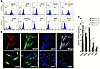 Characterization of the SHEDs and DPSCs used for transplantation.