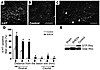 SHEDs regenerate 5-HT fibers and inhibit SCI-induced activation of Rho GTPa