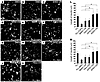 SHED-CM and DPSC-CM promote the neurite extension of CGNs on CSPG or MAG.