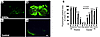 SHEDs preserve myelin sheath and differentiate into mature oligodendrocytes