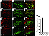 SHEDs differentiate into mature oligodendrocytes in the transected SC.