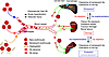 Schematic summary of experimental observations and a proposed mechanistic p