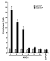 STAT3 binds to the promoter region of ARG1 of MDSC.