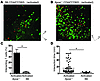 2-photon imaging of interactions of activated B6 or Apoe–/– CD4+ T cells wi