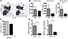 Depletion of CD11b–CD11c+ cells in the mouse aorta decreases oxLDL uptake.