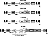 Schematic maps of the SIN LVs in their proviral forms.