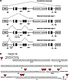 Analysis of splicing variant types and mapping of cryptic HIV SA sites.