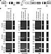 Semiquantitative PCR analysis of wild-type and aberrantly spliced transcrip