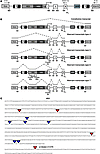 RT-PCR analysis of aberrantly spliced transcripts in random, unselected clo