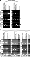 RT-PCR analysis of aberrantly spliced transcripts from the PBX4, PLEKHA7, C