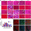 Delayed regeneration in miR-206–KO mice after CTX injury.