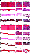 Loss of miR-206 exacerbates the dystrophic phenotype in mdx mice.