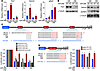 miR-206 regulates expression of target genes involved in SC proliferation a