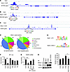 Identification of NKX2-1 binding sites by ChIP-seq.