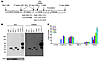 Detection of MCPyV in MCC cell lines.