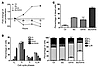 The combination of Btz with SAHA inhibits proliferation, induces cell cycle