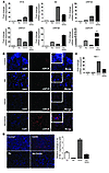 Btz and SAHA synergize to induce KSHV lytic replication, while concurrently