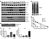 Btz downregulates c-MYC and stabilizes the expression of phosphorylated p53