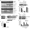 SAHA-induced acetylation of p53 led to dissociation from MDM2, contributing