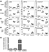 Btz/SAHA potently induces KSHV lytic reactivation in vivo, while Btz inhibi