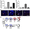 Btz induces accumulation of viral DNA, with concomitant inhibition of infec