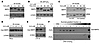 H2O2 treatment induces MAFA dephosphorylation in βTC-3 cells but not in HeL