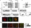 RANKL-induced TRAF3 degradation is lysosome mediated.