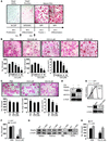 CQ inhibits OC formation in vitro.