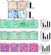 CQ affects OC function in vitro and in vivo.