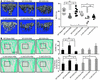 CQ prevents OVX-induced bone loss in WT, but not in C-cKO mice.