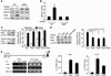 RelB binds to the BECN1 promoter and regulates its expression.