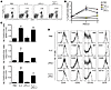 IL-2 therapy affects Tregs during chronic LCMV infection.