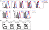 IL-2 therapy affects inhibitory receptor expression and the phenotype of an