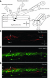 Illustration of paired patch-clamp recordings in sagittal spinal cord slice