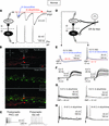 A feed-forward inhibitory circuit gates the output of PKCγ+ neurons followi