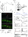 Feed-forward excitatory connections from PKCγ+ neurons to nociceptive TC ne