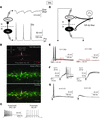 The feed-forward inhibition is impaired after spinal nerve injury.