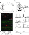 The excitatory connections from PKCγ+ neurons to TC neurons are enhanced af