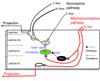 Working hypothesis of the “gate control” circuit for the generation of mech