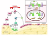 Modulation of the bone marrow microenvironment by PTH-stimulated bone remod