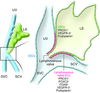 Diagrammatic representation of the lymphovenous valves.