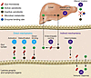 Gut microbial modulation of xenobiotic metabolism.