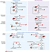 Mechanisms of microbial modulation of host xenobiotic metaboli