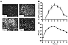 RSV-GFP infection, replication, and clearance in HAE cultures.