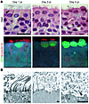 Morphologic and structural changes in RSV-infected ciliated columnar cells.