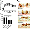 Expression of RSV NS2 in ciliated cells using PIV3 results in infected cell