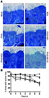 Expression of RSV NS2 by PIV3 in HAE cultures mimics RSV-induced cytopathol