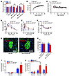 β cell–specific Mir7a2 loss-of-function mouse models display increased gluc