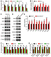 miR-7 represses regulators of exocytosis in pancreatic β cells.