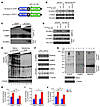 miR-7a and its targets regulates SNARE oligomerization and insulin secretio